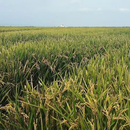 Willa Beachfront House, Valencia, Wifi, Paddle Surf Board, Incredible Views Sueca