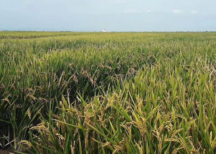 Vila Beachfront House, Valencia, Wifi, Paddle Surf Board, Incredible Views Sueca